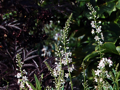 Lysimachia ephemerum - medium image 1