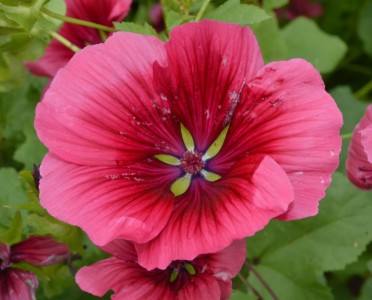 Malope trifida 'Vulcan' - medium image 1