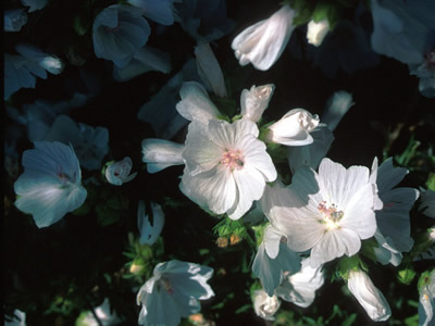 Malva moschata alba - medium image 1