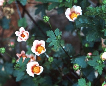 Malvastrum lateritium - medium image 1