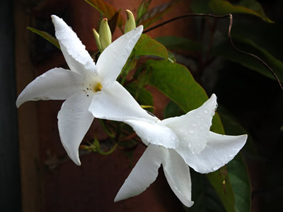 Mandevilla laxa - medium image 1