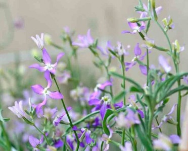 Matthiola bicornis - medium image 1