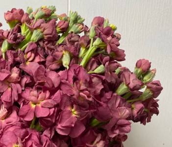 Matthiola 'Vintage Brown' - medium image 1