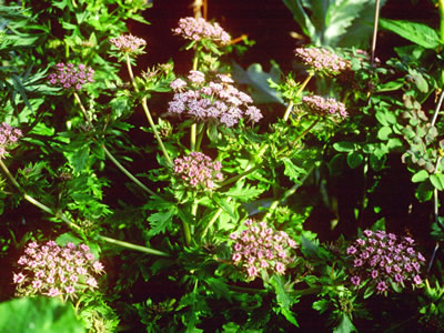 Melanoselinum decipiens - medium image 1