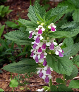 Melittis melissophyllum - medium image 1