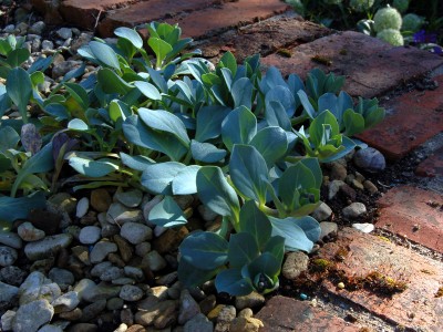 Mertensia maritima - medium image 1