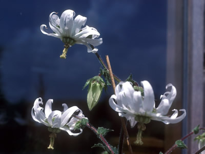 Michauxia campanuloides - medium image 1