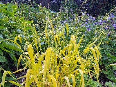 Milium effusum 'Aureum' AGM - medium image 1