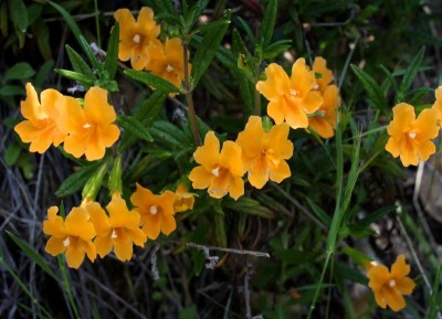 Mimulus aurantiacus - medium image 1