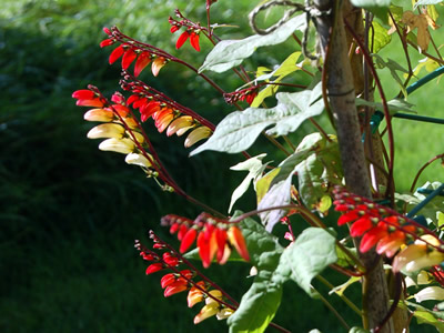 Mina lobata - medium image 1