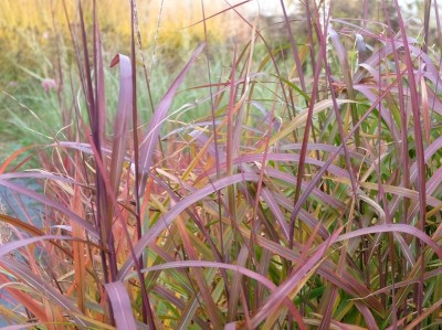 Miscanthus sinensis 'Navajo' - medium image 1
