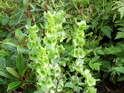 Molucella laevis - medium image 1