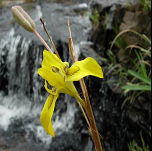 Moraea huttonii - medium image 1