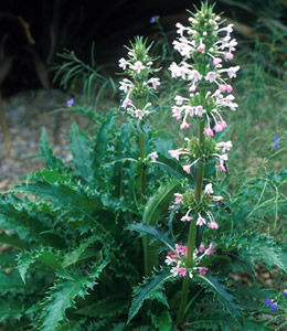 Morina longifolia - medium image 1