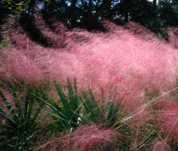 Muhlenbergia capillaris - medium image 1