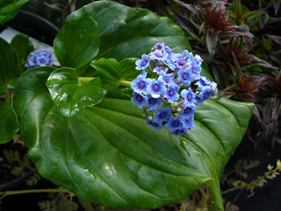 Myosotidium hortensia - medium image 1