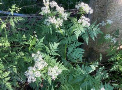 Myrrhis odorata - medium image 1