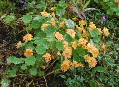 Nasturtium 'Margaret Long' - medium image 1