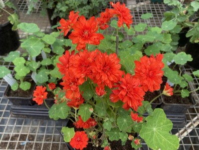 Nasturtium 'Red Hermine' - medium image 1