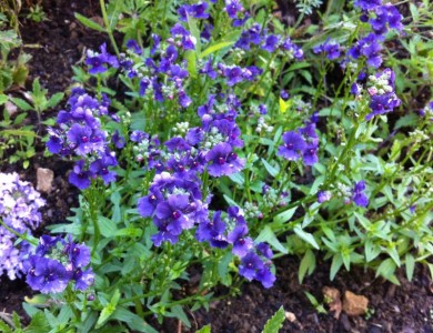 Nemesia 'Belcombe Blue' - medium image 1