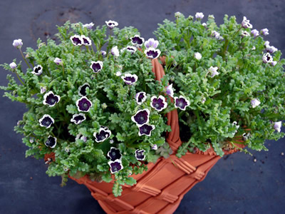 Nemophila 'Penny Black' - medium image 1