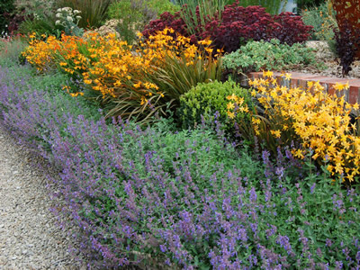 Nepeta faassenii AGM - medium image 1