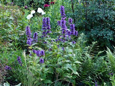 Nepeta kubanica - medium image 1