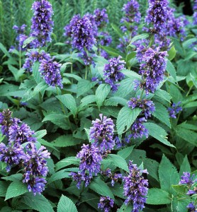 Nepeta subsessilis - medium image 1
