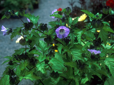 Nicandra physalodes 'Violacea' - medium image 1