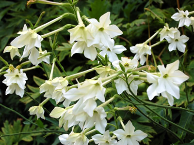 Nicotiana alata - medium image 1