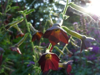Nicotiana 'Black Knight' - medium image 1