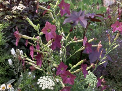 Nicotiana 'Bronze Queen' - medium image 1