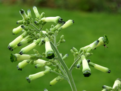Nicotiana knightiana - medium image 1