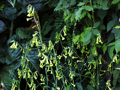 Nicotiana langsdorffii - medium image 1