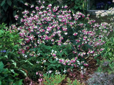 Nicotiana mutabilis - medium image 1