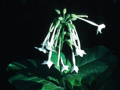 Nicotiana sylvestris - medium image 1