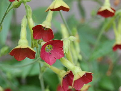 Nicotiana 'Tinkerbell' - medium image 1