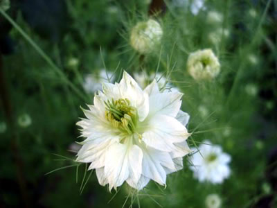 Nigella damascena 'Alba' - medium image 1