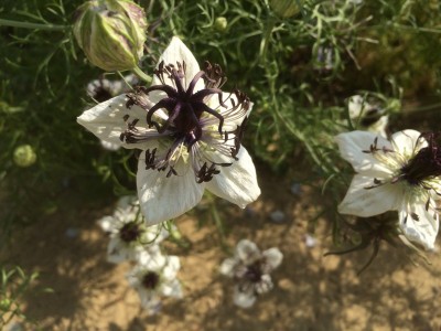 Nigella papillosa 'African Bride' - medium image 1