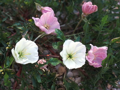 Oenothera acaulis - medium image 1