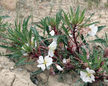Oenothera harringtonii - medium image 1