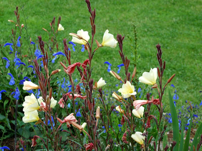 Oenothera odorata - medium image 1