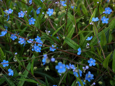Omphalodes nitida - medium image 1