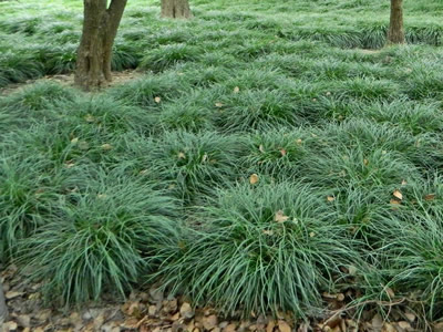 Ophiopogon planiscapus - medium image 1