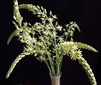 Ornithogalum pyrenaicum - medium image 1