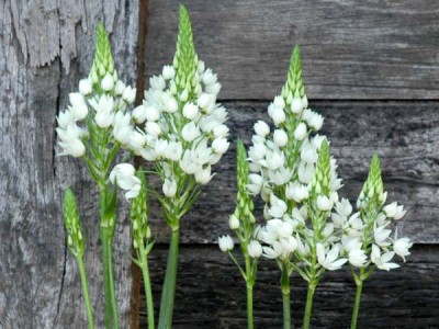 Ornithogalum thyrsoides - medium image 1