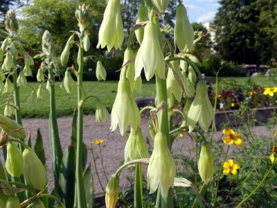 Ornithogalum viridiflorum AGM - medium image 1