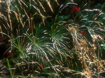 Oryzopsis miliacea - medium image 1