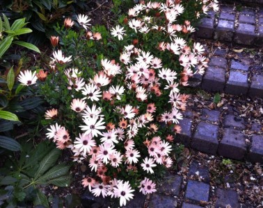 Osteospermum 'Sunny Bronze' - medium image 1