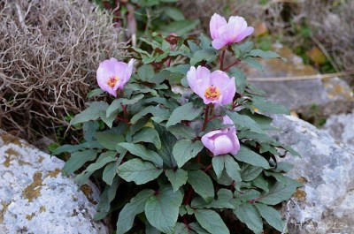 Paeonia cambessedesii AGM - medium image 1